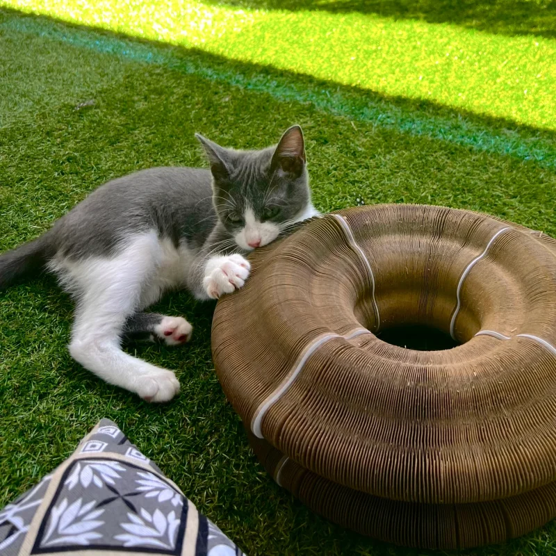 Boltmoo™ Interactive Cat Tunnel Toy