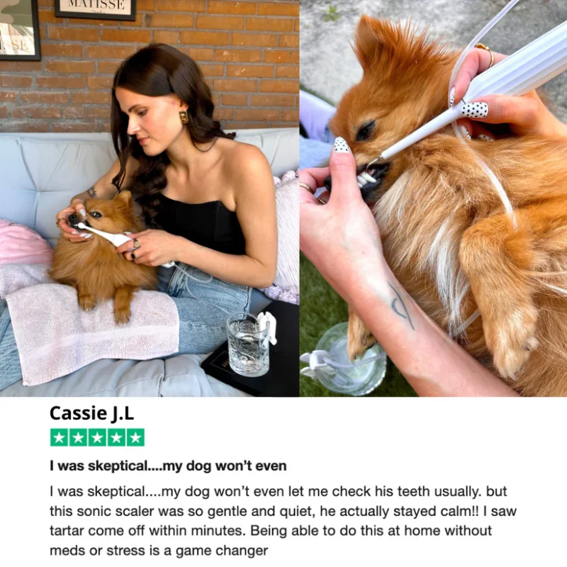 Gentle At-Home Dental Care for Your Dog – Fresher Breath, Brighter Smile