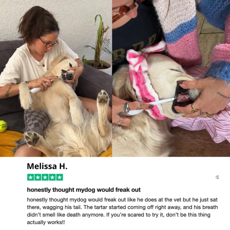 Gentle At-Home Dental Care for Your Dog – Fresher Breath, Brighter Smile